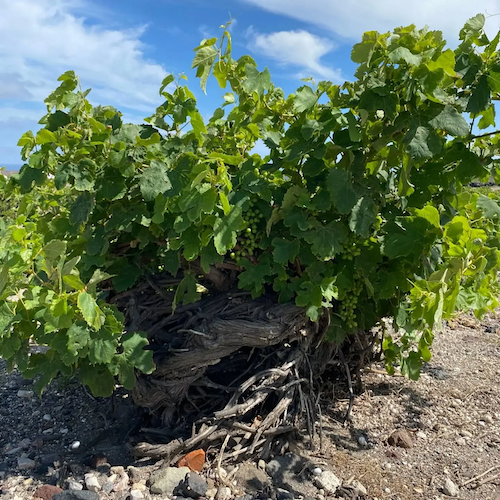 Assyrtiko – griechischer Weißwein: mineralisch & salzig