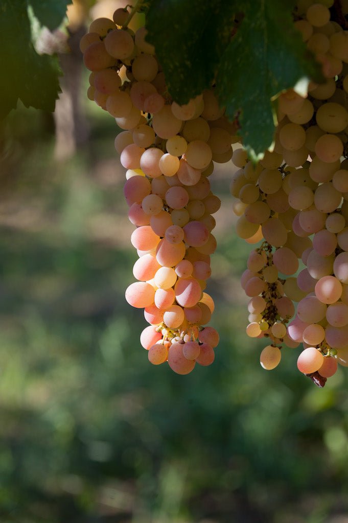 Sideritis - The Winehouse